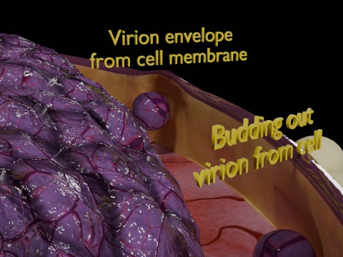 Virus infection cycle in host cell 3D Model