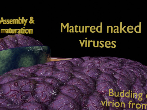 Virus infection cycle in host cell 3D Модель