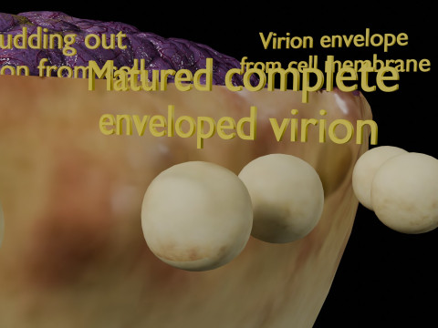Virus infection cycle in host cell 3D Модель
