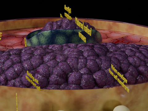 Virus infection cycle in host cell 3D Model
