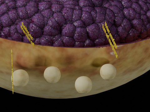 Virus infection cycle in host cell 3D Модель