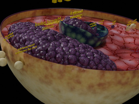 Virus infection cycle in host cell 3D Модель