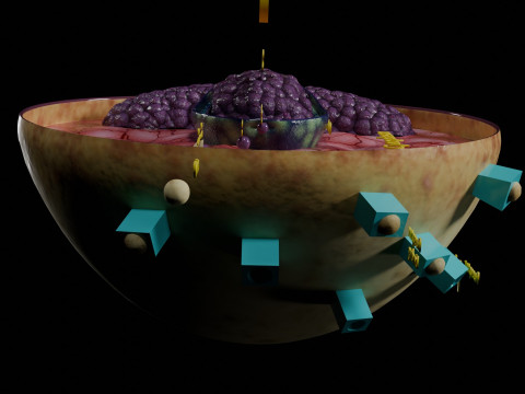 Virus infection cycle in host cell 3D Модель
