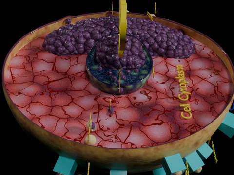 Virus infection cycle in host cell 3D Model