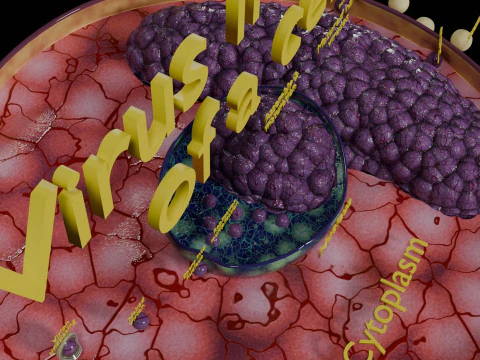 Virus infection cycle in host cell 3D Model