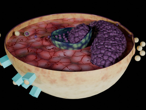 Virus infection cycle in host cell 3D Модель