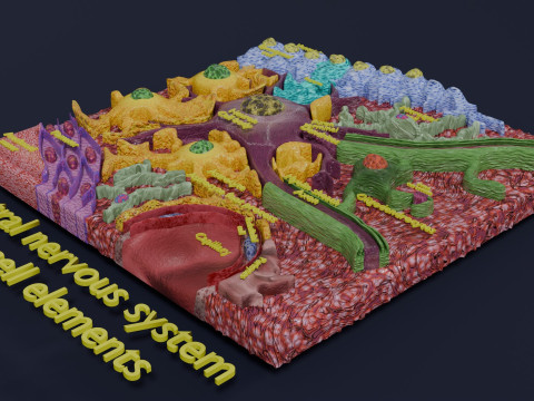 Glial cells Brain 3D Model