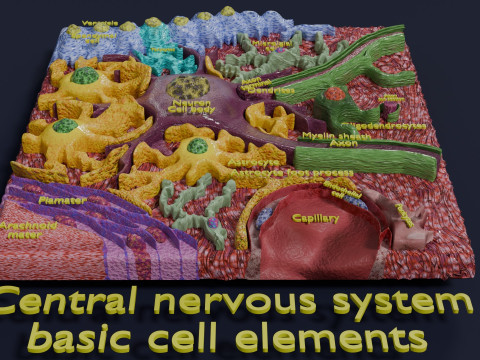 Glial cells Brain 3Dモデル