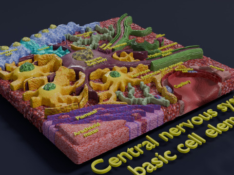 Glial cells Brain 3Dモデル