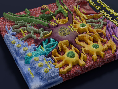 Glial cells Brain 3Dモデル
