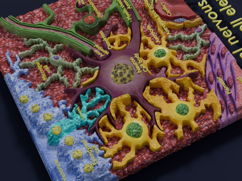 Glial cells Brain 3Dモデル