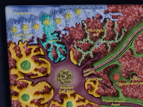Glial cells Brain 3Dモデル