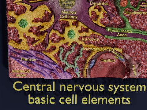Glial cells Brain 3Dモデル