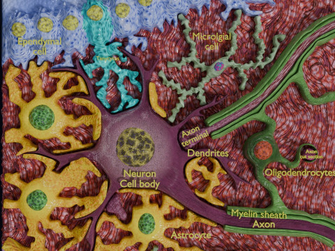 Glial cells Brain 3Dモデル