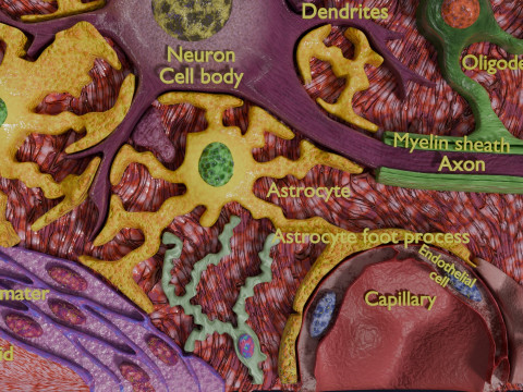Glial cells Brain 3Dモデル