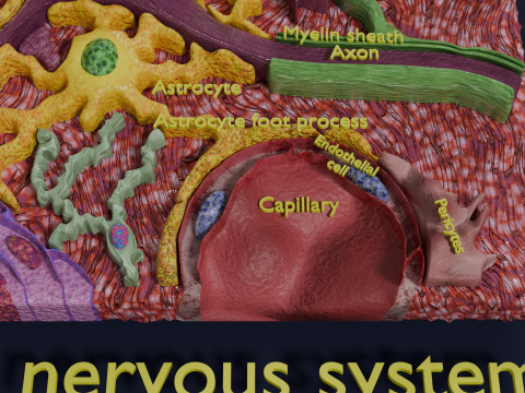 Glial cells Brain 3Dモデル