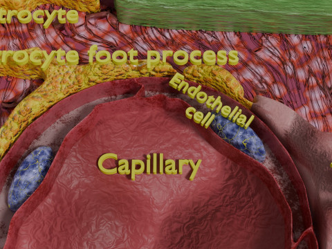 Glial cells Brain 3Dモデル