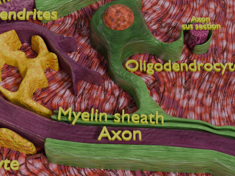Glial cells Brain 3Dモデル