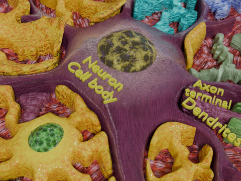 Glial cells Brain 3Dモデル