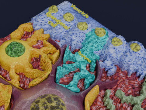 Glial cells Brain 3Dモデル