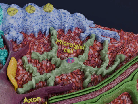 Glial cells Brain 3D Model