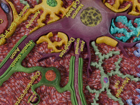 Glial cells Brain 3D Model