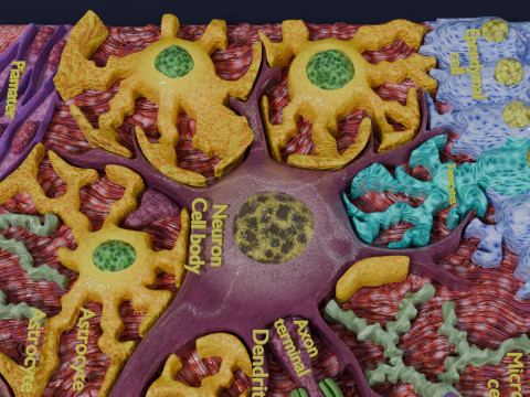 Glial cells Brain 3Dモデル