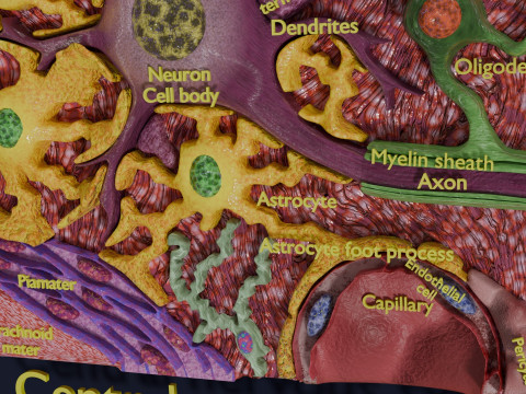 Glial cells Brain 3Dモデル