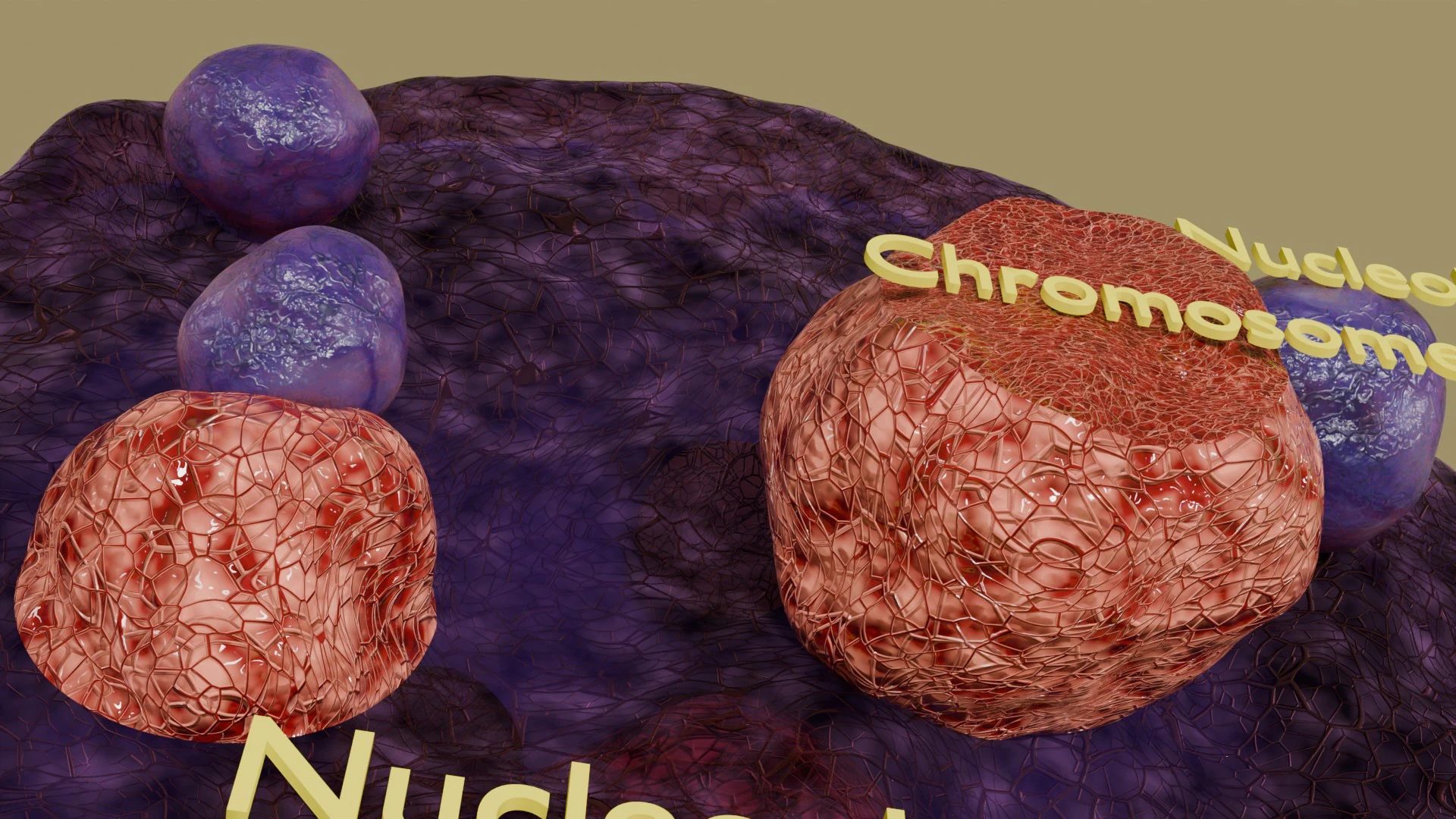 Nucleus structure schematic 3D Model .c4d .max .obj .3ds .fbx .stl .blend 