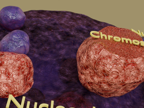 Nucleus structure schematic 3D Model