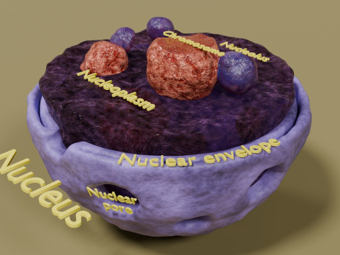 Nucleus structure schematic 3D 模型