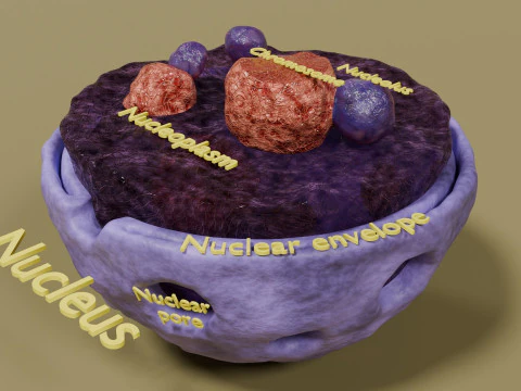 Nucleus structure schematic 3D Model