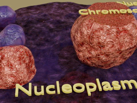 Nucleus structure schematic 3D Model
