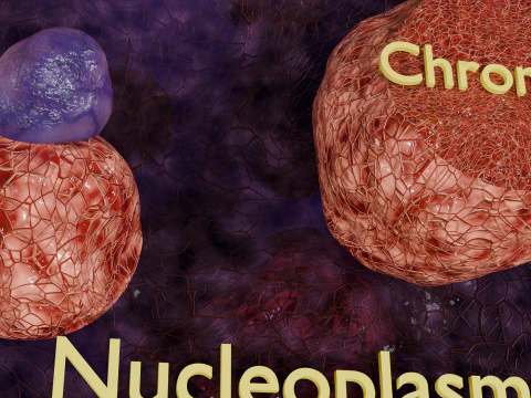 Nucleus structure schematic 3D Model