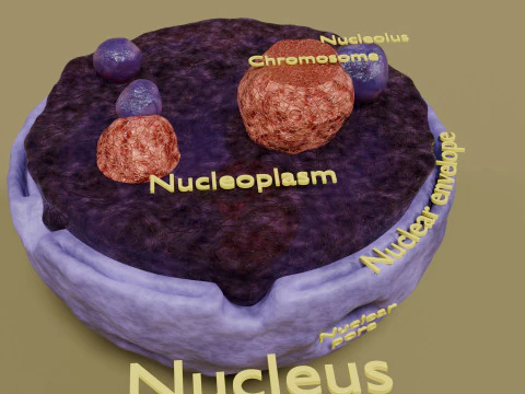 Nucleus structure schematic 3D Model