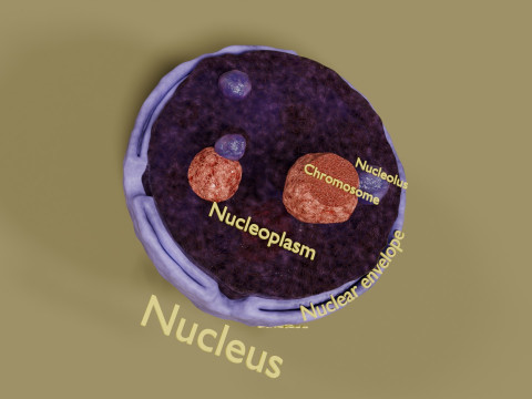 Nucleus structure schematic 3D 模型