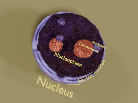 Nucleus structure schematic 3D Model