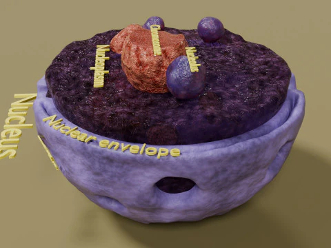 Nucleus structure schematic 3D Model