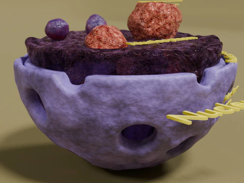 Nucleus structure schematic 3D Model