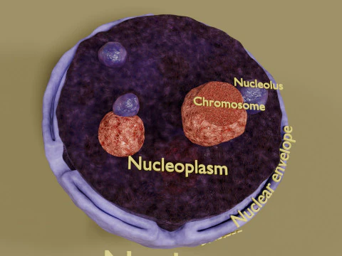 Nucleus structure schematic 3D Model