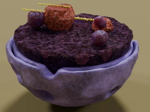 Nucleus structure schematic 3D Model