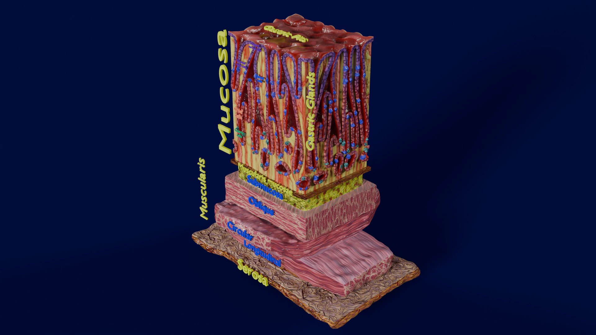 Histolog&iacute;a de las c&eacute;lulas de la gl&aacute;ndula g&aacute;strica del est&oacute;mago Modelo 3D .c4d .max .obj .3ds .fbx .stl .blend 