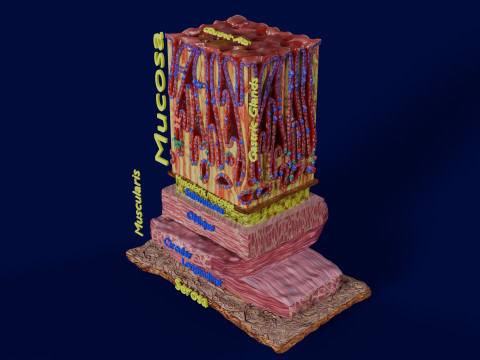 Stomach Gastric Gland cells histology 3D Model
