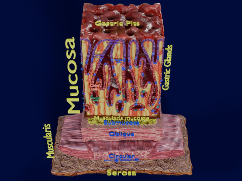 Stomach Gastric Gland cells histology 3D 模型