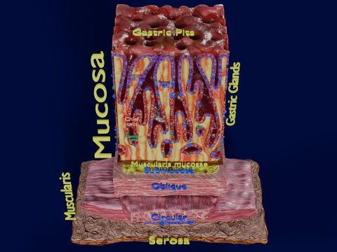 Histolog&iacute;a de las c&eacute;lulas de la gl&aacute;ndula g&aacute;strica del est&oacute;mago Modelo 3D