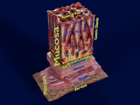 Stomach Gastric Gland cells histology 3D 模型
