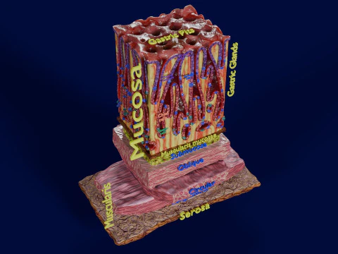 Histolog&iacute;a de las c&eacute;lulas de la gl&aacute;ndula g&aacute;strica del est&oacute;mago Modelo 3D