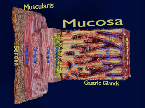 Stomach Gastric Gland cells histology 3D 模型