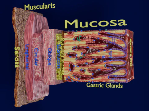 Histolog&iacute;a de las c&eacute;lulas de la gl&aacute;ndula g&aacute;strica del est&oacute;mago Modelo 3D