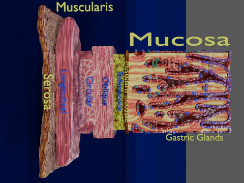 Histolog&iacute;a de las c&eacute;lulas de la gl&aacute;ndula g&aacute;strica del est&oacute;mago Modelo 3D